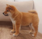 Shiba Inu tata