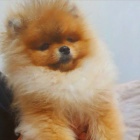 Medvdci Pomeranian BOO, tata Pomeranian Spitz