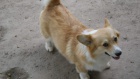 Pembroke Welsh Corgi