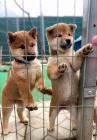 Prodm miniaturn japonsk tata shiba inu