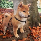 Prodm rozkon miminka tata shiba inu