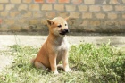 Shiba Inu tata na prodej