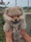 pomeranian krsn psy