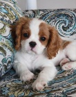 Prodm mini okovan tata Cavalier King Charles Spaniel.