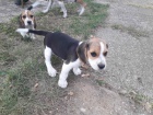 Beagle tata na prodej