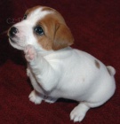 Prodm ndhern a zdrav ttka jack russell terira.