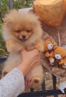 Pomeranian BOO TOP tda tat