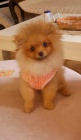 Pomeranian BOO TOP tda tat