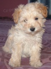 Mini Schnoodle tata na prodej