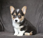 Prodm tata Pembroke Welsh Corgi.