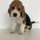 TATA BEAGLE