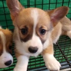 Pembroke Welsh Corgi k adopci