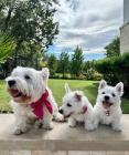 West Highland White Terriers