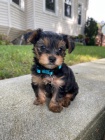 MINI TTKO YORKIPOO