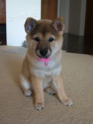 TATA MINI SHIBA INU