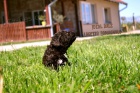 Lagotto Romagnolo tata