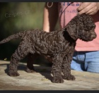 Lagotto Romagnolo tata