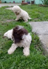 Lagotto Romagnolo tata