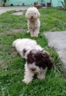 Lagotto Romagnolo tata