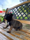 Belgick ovk malinois