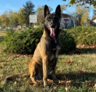 Belgick ovk malinois