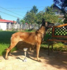 Belgick ovk malinois