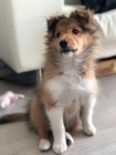 Okovan tata Sheltie