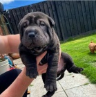 Shar-pei okovan tata