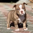 tata americkho pitbull terira