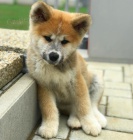 Japonsk tata Akita Inu k adopci