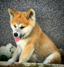 Japonsk tata Akita Inu k adopci