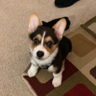 tata Pembroke Welsh Corgi