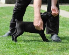 Boerboel (jihoafrick mastif) tata