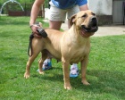 Boerboel (jihoafrick mastif) tata