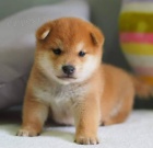 TATA MINI SHIBA INU