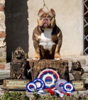 American bully Pocket tata