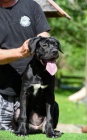 Cane Corso fenka tn