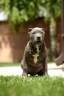 American Bully XL tata