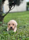 Maltipoo tata na prodej