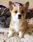 tata Pembroke Welsh Corgi