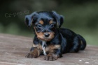 MINI TTKO YORKIPOO