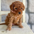 mini tata Cavapoo