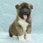 Japonsk tata Akita Inu k adopci