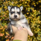 PRODM TATA ALASKAN KLEE KAI