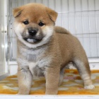 TATA MINI SHIBA INU