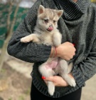 PRODM TATA ALASKAN KLEE KAI