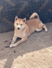 Shiba inu tata