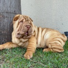 Shar-pei okovan tata