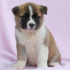 Japonsk tata Akita Inu k adopci