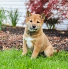 TATA MINI SHIBA INU